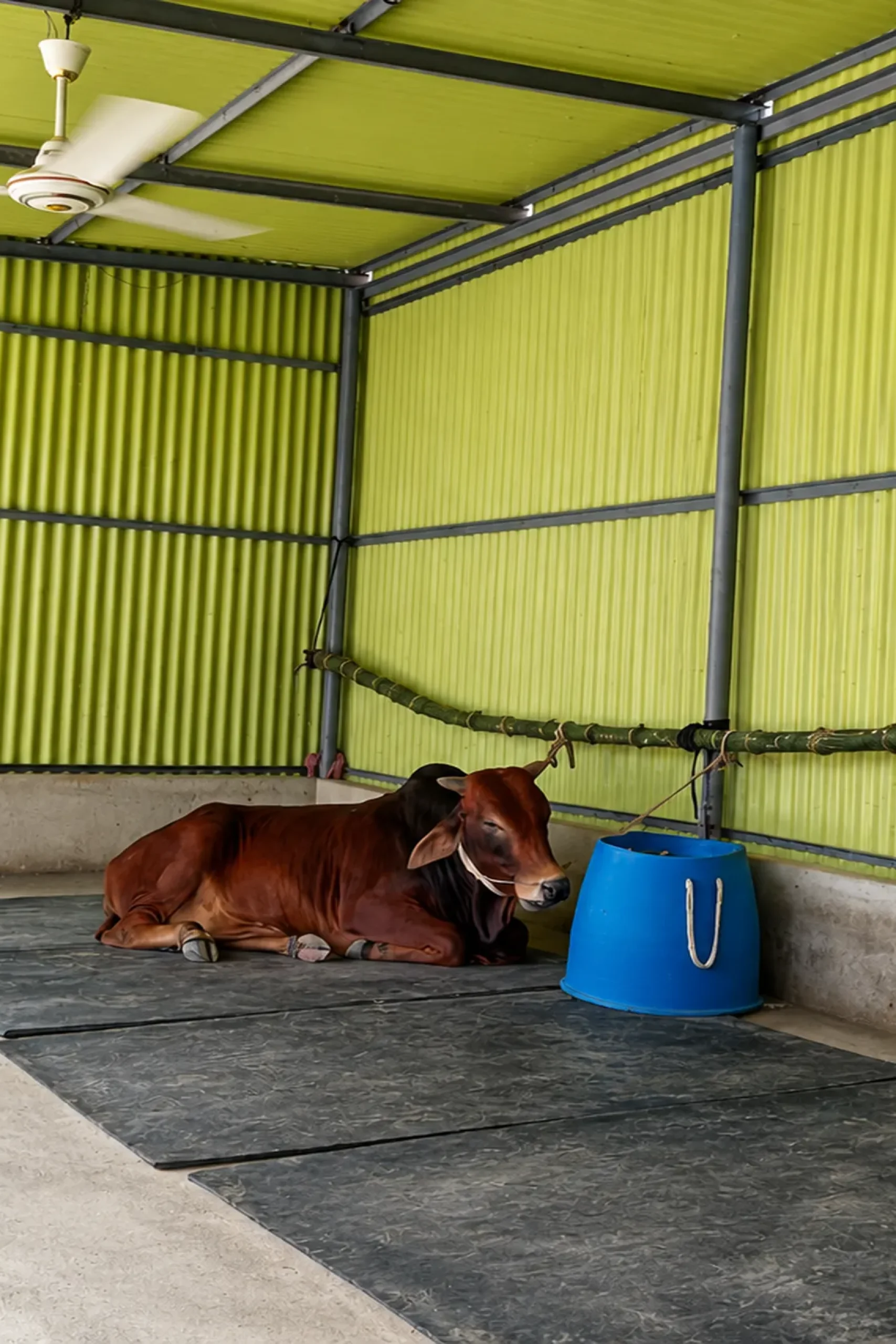 cowshed_2560x1707